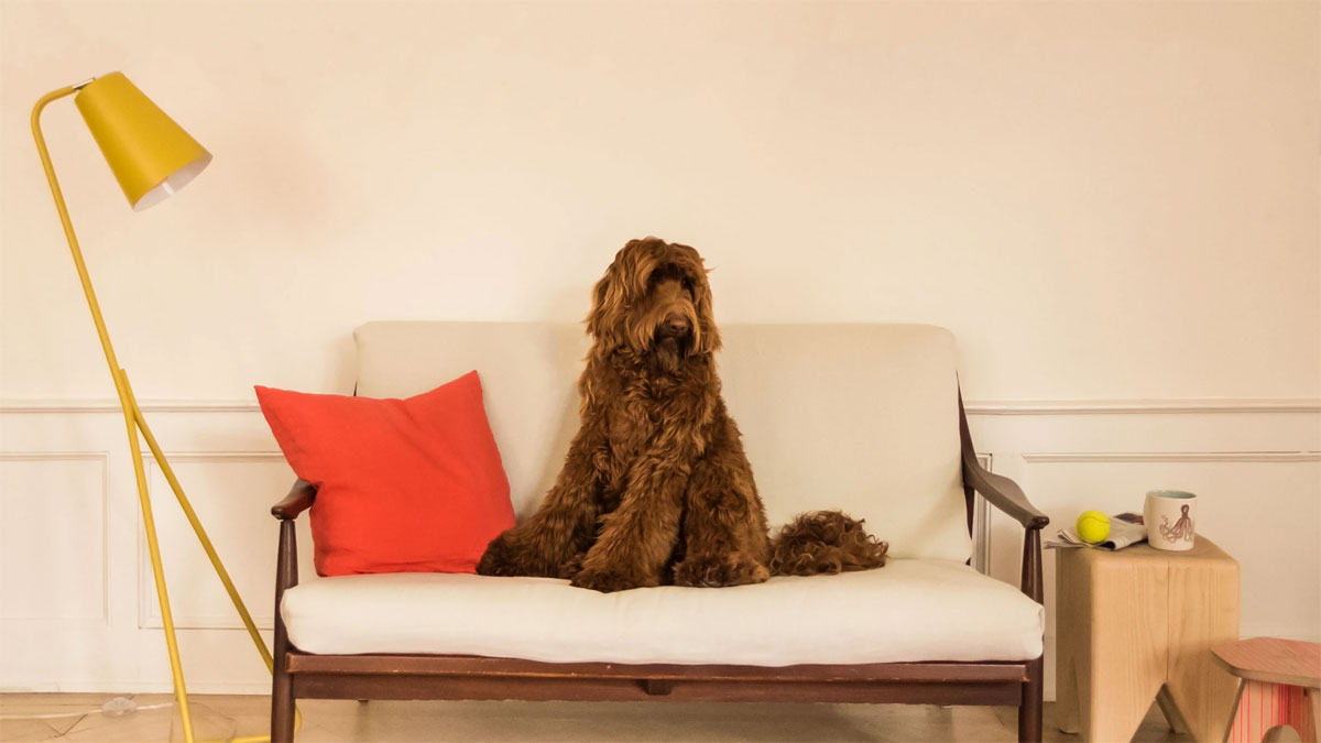   A hairy dog sitting on a couch in a living room 